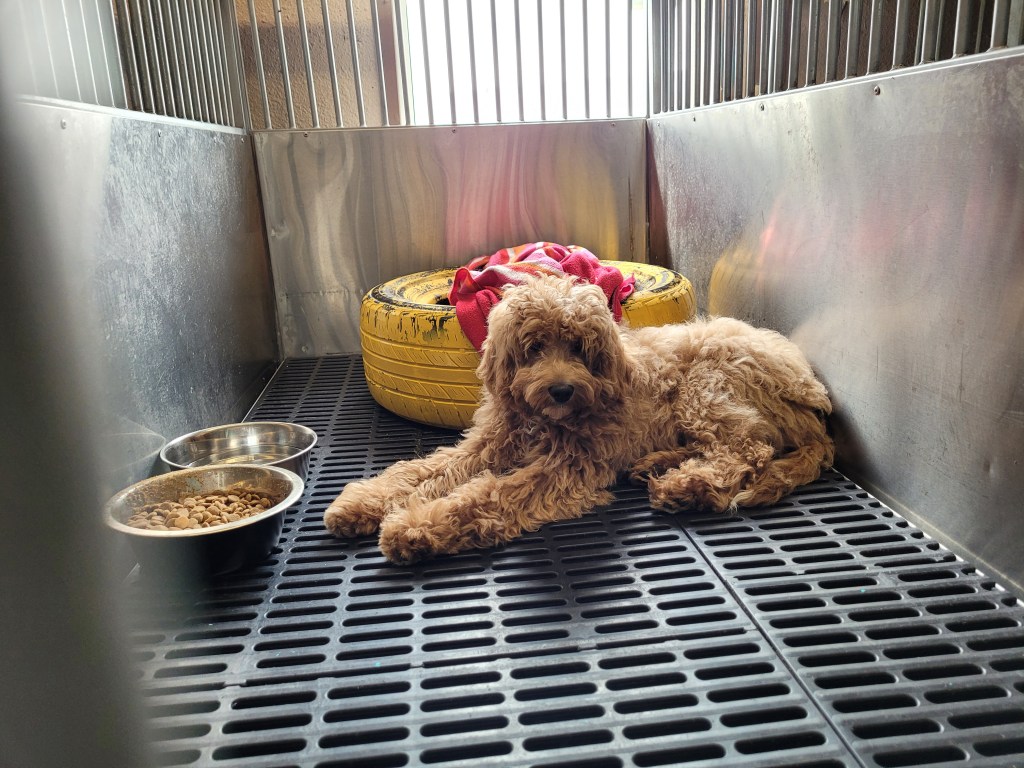 adoptable brown curly haired dog in their kennel in Central Alberta