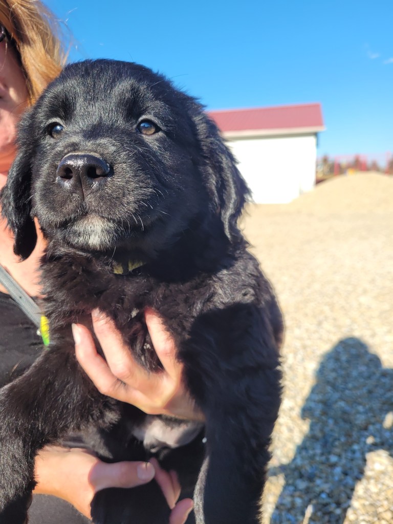 Adoptable puppy being held outside in sunny Central Alberta