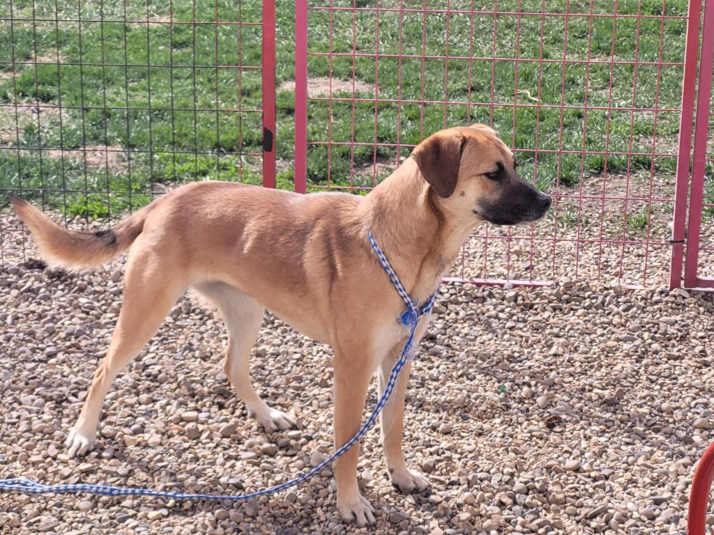 Annie, Shetland Sheepdog / Sheltie Mix, awaiting adoption in Alberta
