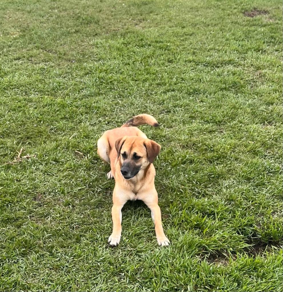 Annie, Shetland Sheepdog / Sheltie Mix, awaiting adoption in the grass in Alberta