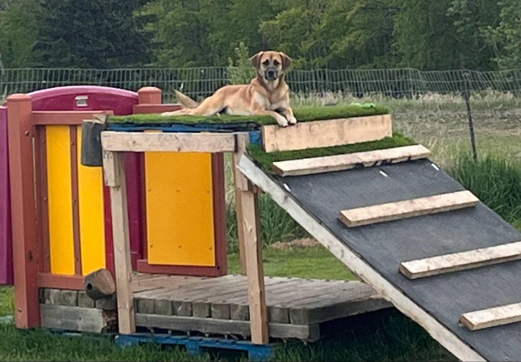 Annie, Shetland Sheepdog / Sheltie Mix, awaiting adoption in Alberta on a doggy playground