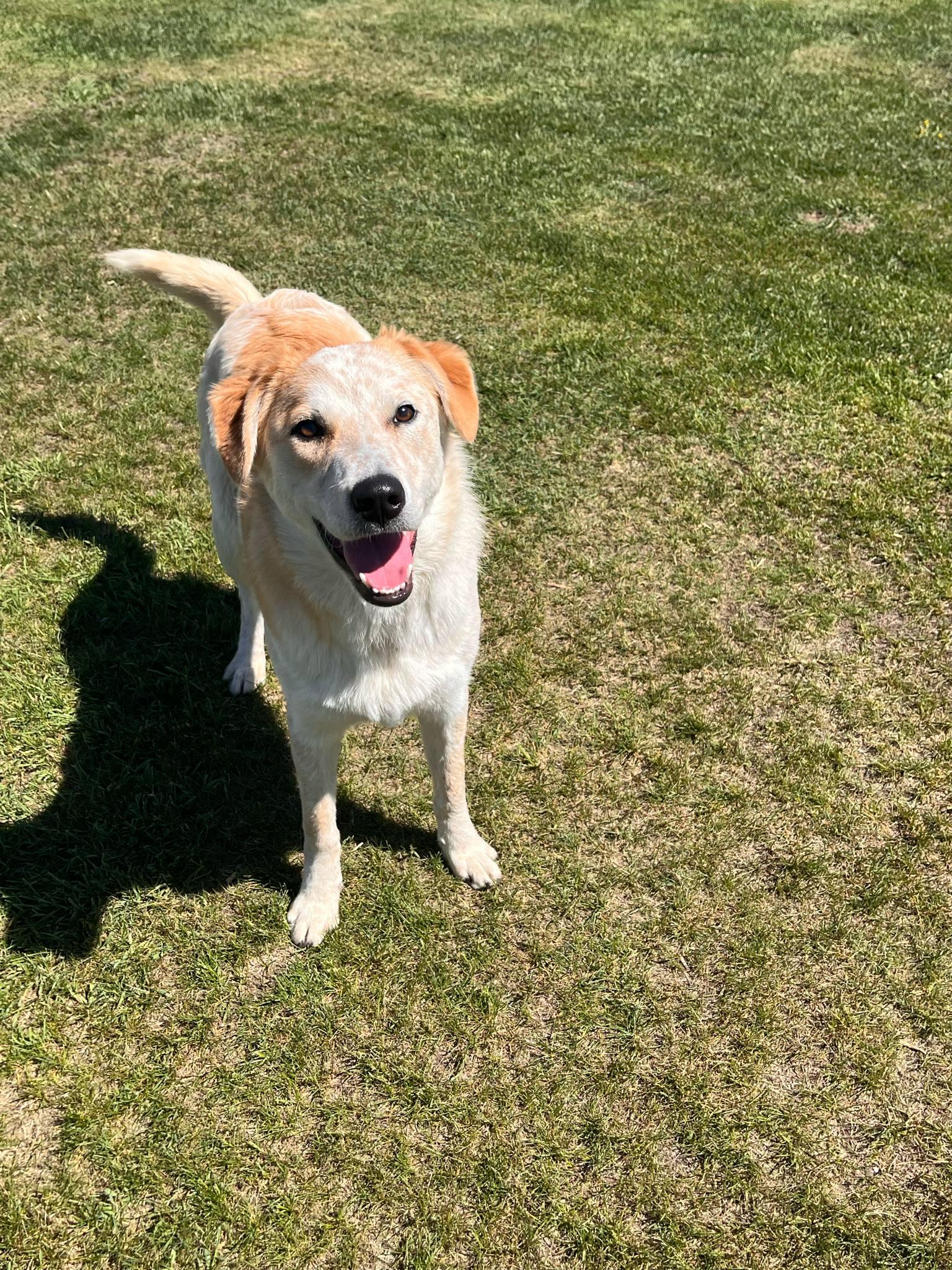 Happy, adoptable Beau, a Australian Shepherd & Collie Mix waiting for adoption in Alberta