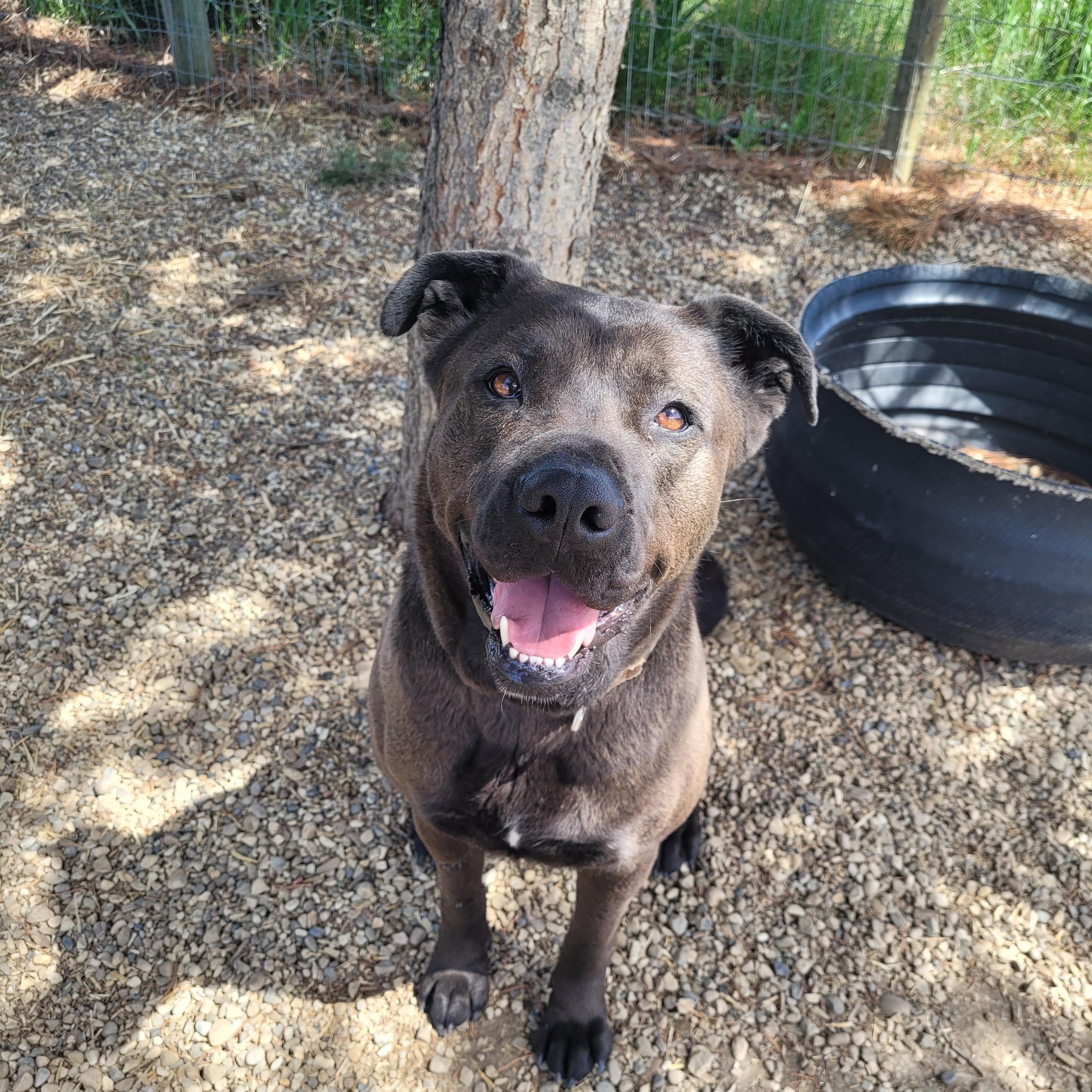 Bucca, a 3 year old female Adoptable Bucca, a female, 3 year old Cane Corso Mix, waiting for her forever home in Lacombe, Alberta