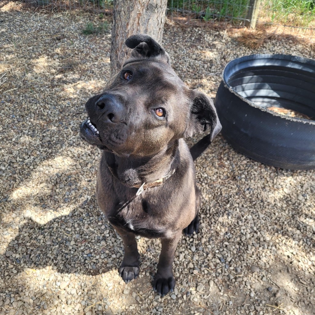 Bucca, a 3 year old female Adoptable Bucca, a female, 3 year old Cane Corso Mix, waiting for her forever home in Lacombe, Alberta