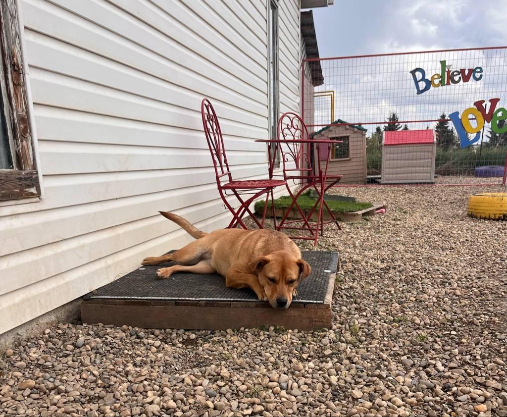 Cadee, Yellow Labrador Retriever puppy awaiting adoption in Central Alberta