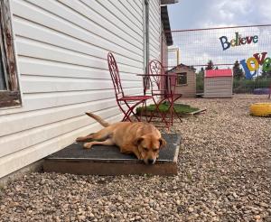 Cadee, Yellow Labrador Retriever puppy awaiting adoption in Central Alberta