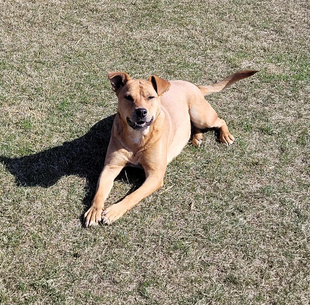 Cadee, Yellow Labrador Retriever puppy awaiting adoption in Central Alberta