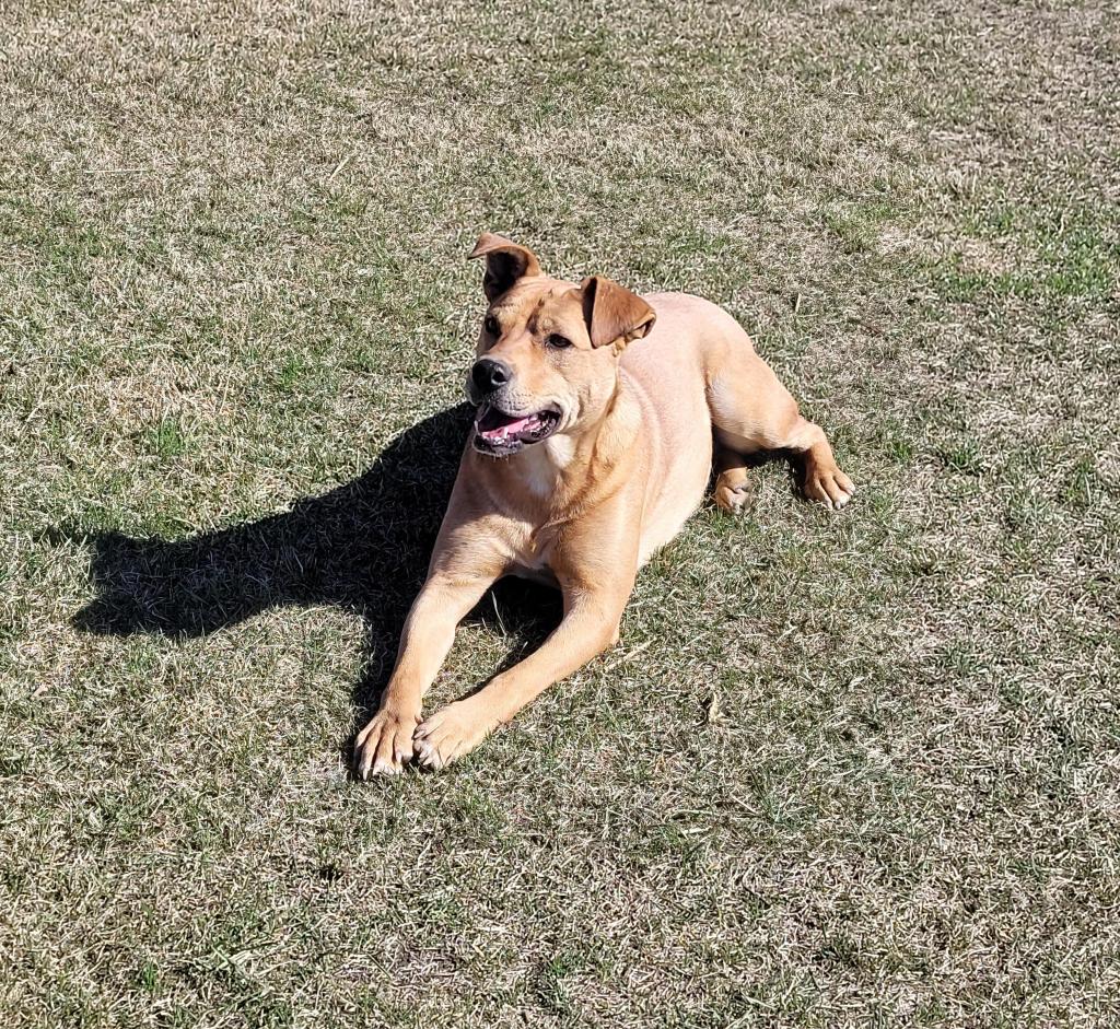 Cadee, Yellow Labrador Retriever puppy awaiting adoption in Central Alberta