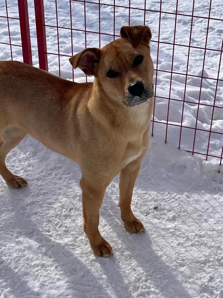 Cadee, Yellow Labrador Retriever puppy awaiting adoption in Central Alberta