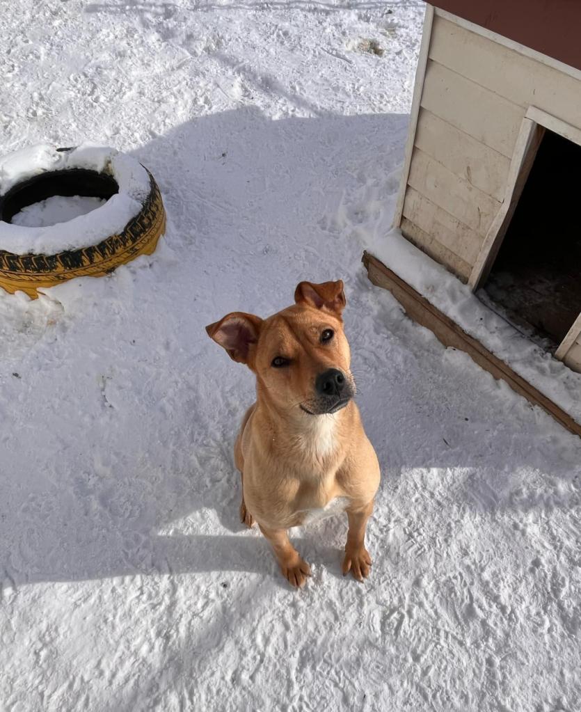 Cadee, Yellow Labrador Retriever puppy awaiting adoption in Central Alberta