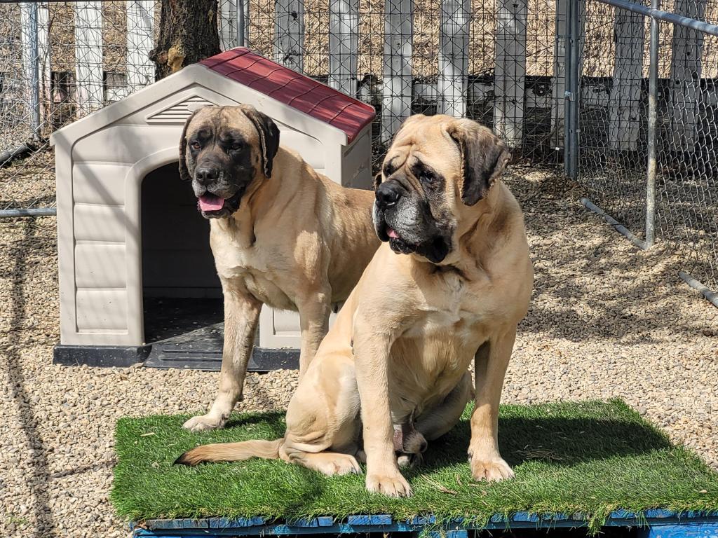 Cee Cee, a loving, low key, 5 year old Mastiff, awaits adoption in Lacombe, Alberta. Available today!