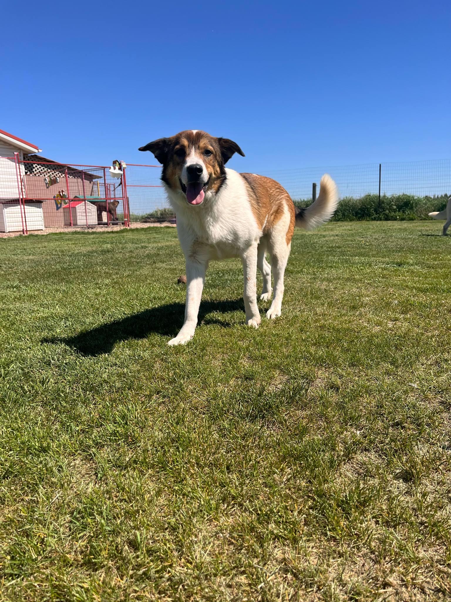 Highly adoptable, Churro, an Australian Shepherd Mix male puppy available for adoption in Alberta