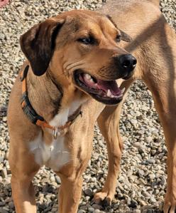 Cinnamon, a female, 3 year old Boxer dog, available for adoption in Central Alberta.