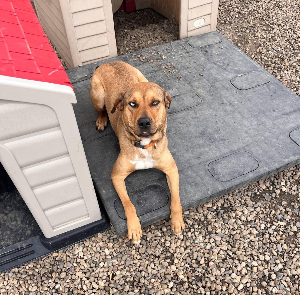 Cinnamon, a female, 3 year old Boxer dog, available for adoption in Central Alberta.