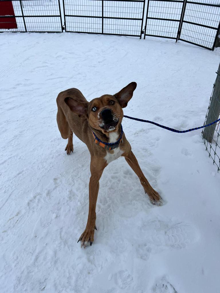 Cinnamon, a female, 3 year old Boxer dog, available for adoption in Central Alberta.
