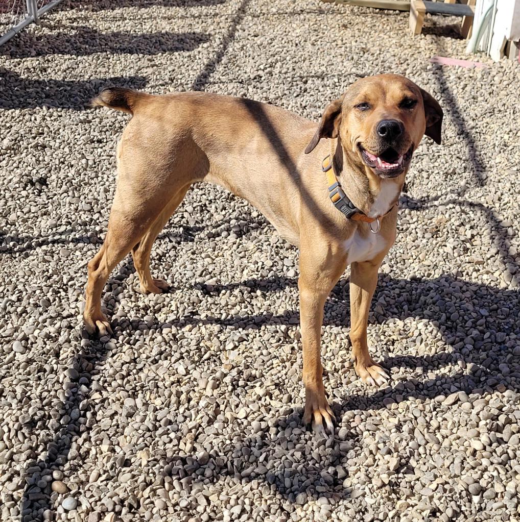 Cinnamon, a female, 3 year old Boxer dog, available for adoption in Central Alberta.