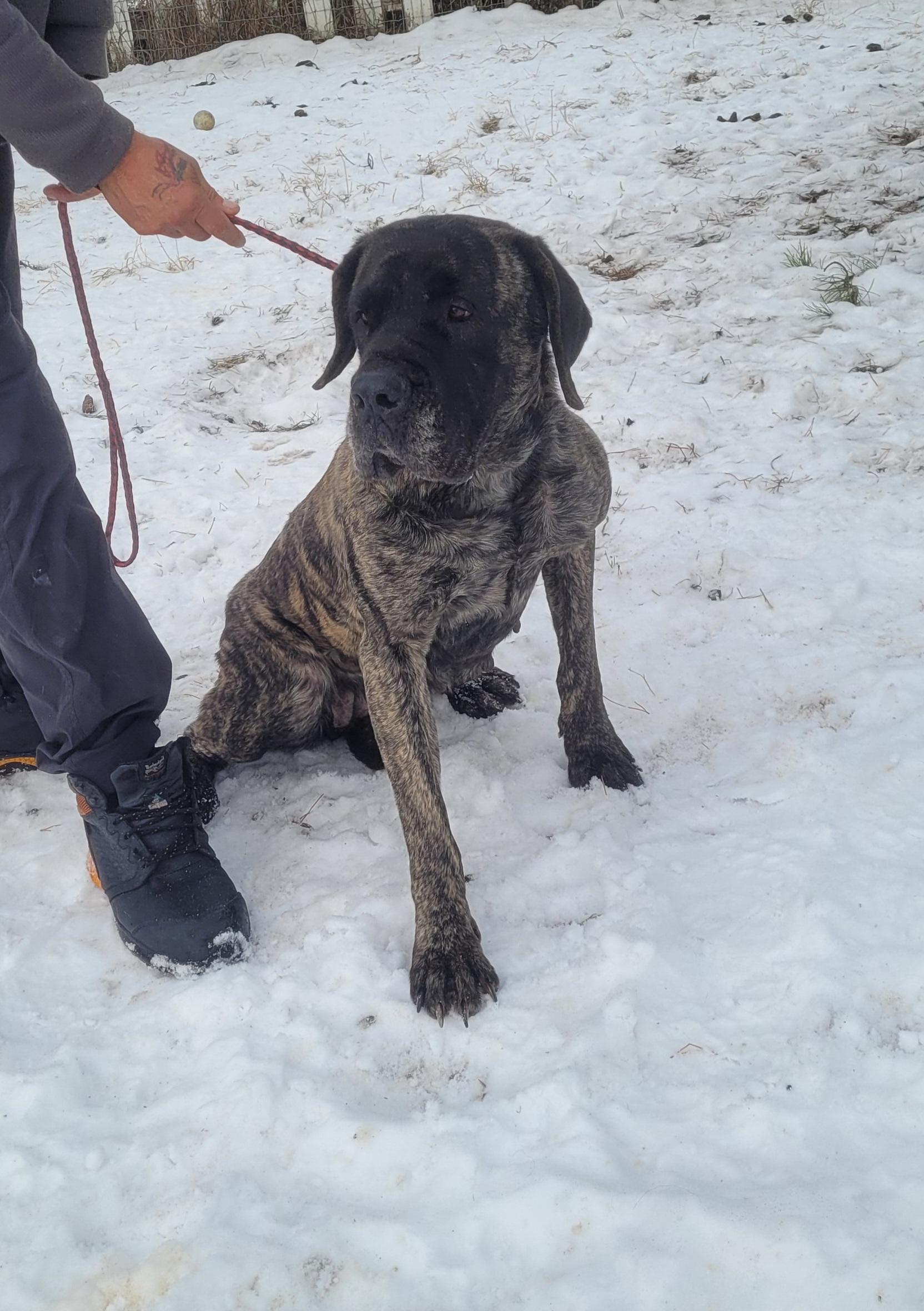 Joma, a brindle adult Mastiff dog awaiting adoption in Alberta.