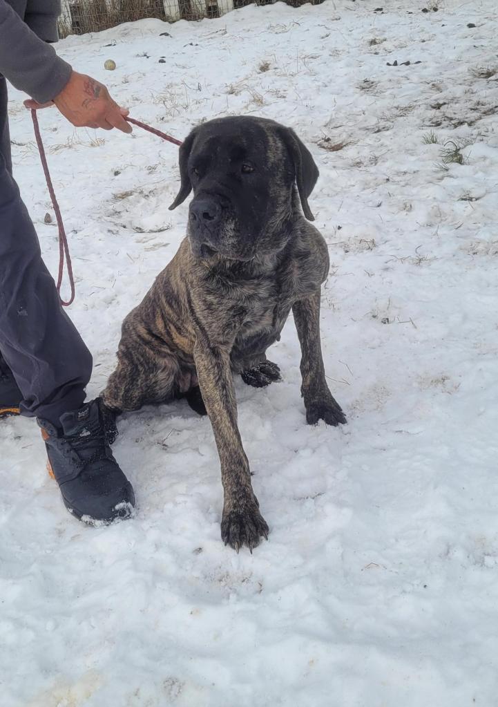 Joma, a brindle adult Mastiff dog awaiting adoption in Alberta.