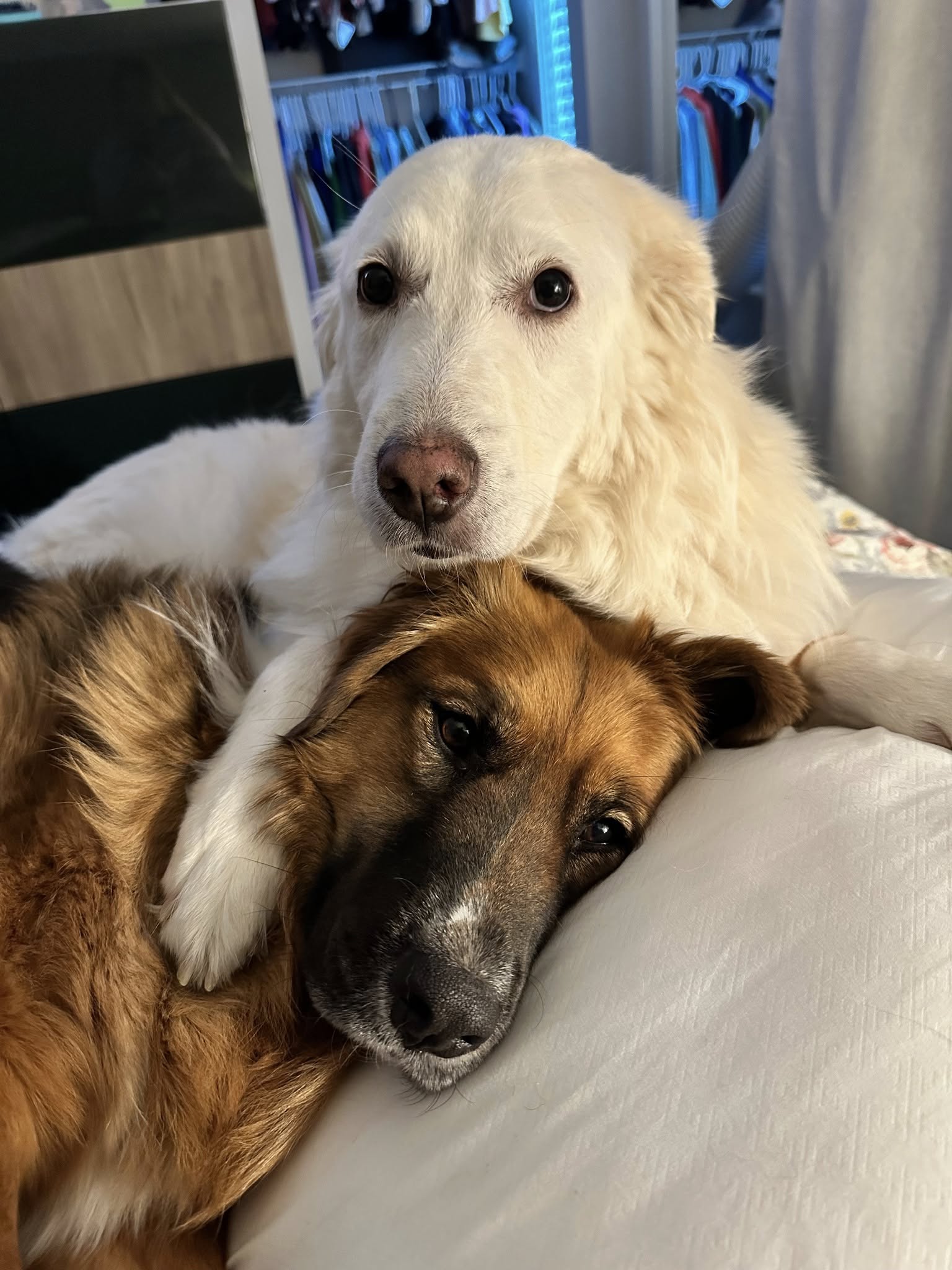 white adopted dog cuddling with their new sibling, staring with big dark eyes into the camera