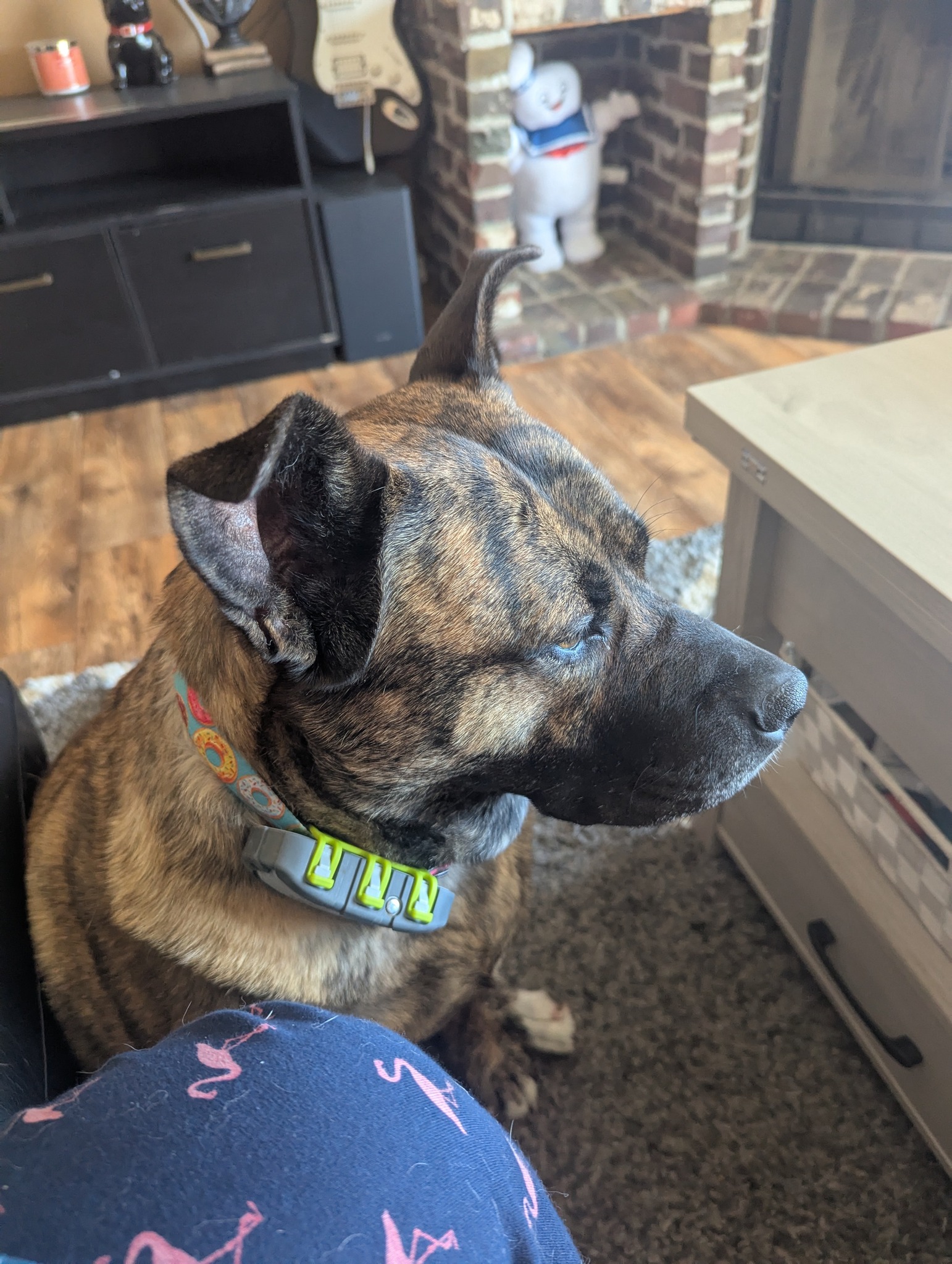 brindle adopted dog looking out the window in their new forever home