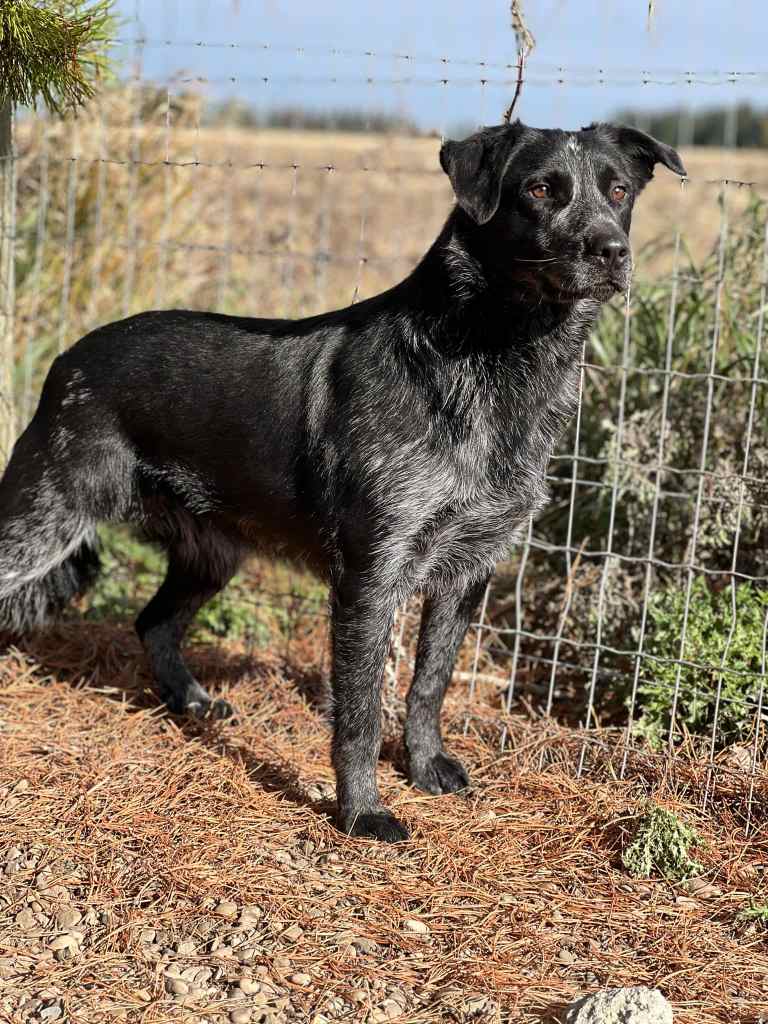 Soda, an adult, male Australian Cattle Dog / Blue Heeler & Border Collie Mix dog is available for adoption in Alberta!