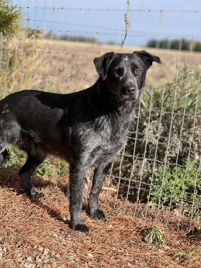 Soda, an adult, male Australian Cattle Dog / Blue Heeler & Border Collie Mix dog is available for adoption in Alberta!