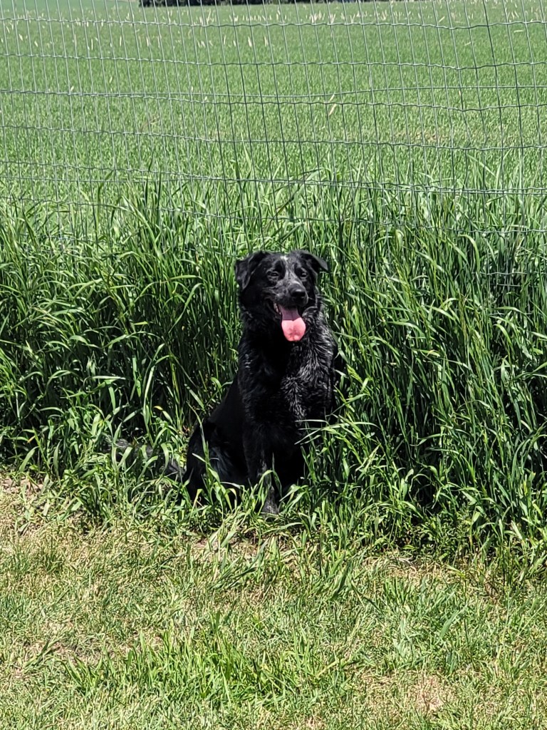 Soda, an adult, male Australian Cattle Dog / Blue Heeler & Border Collie Mix dog is available for adoption in Alberta!