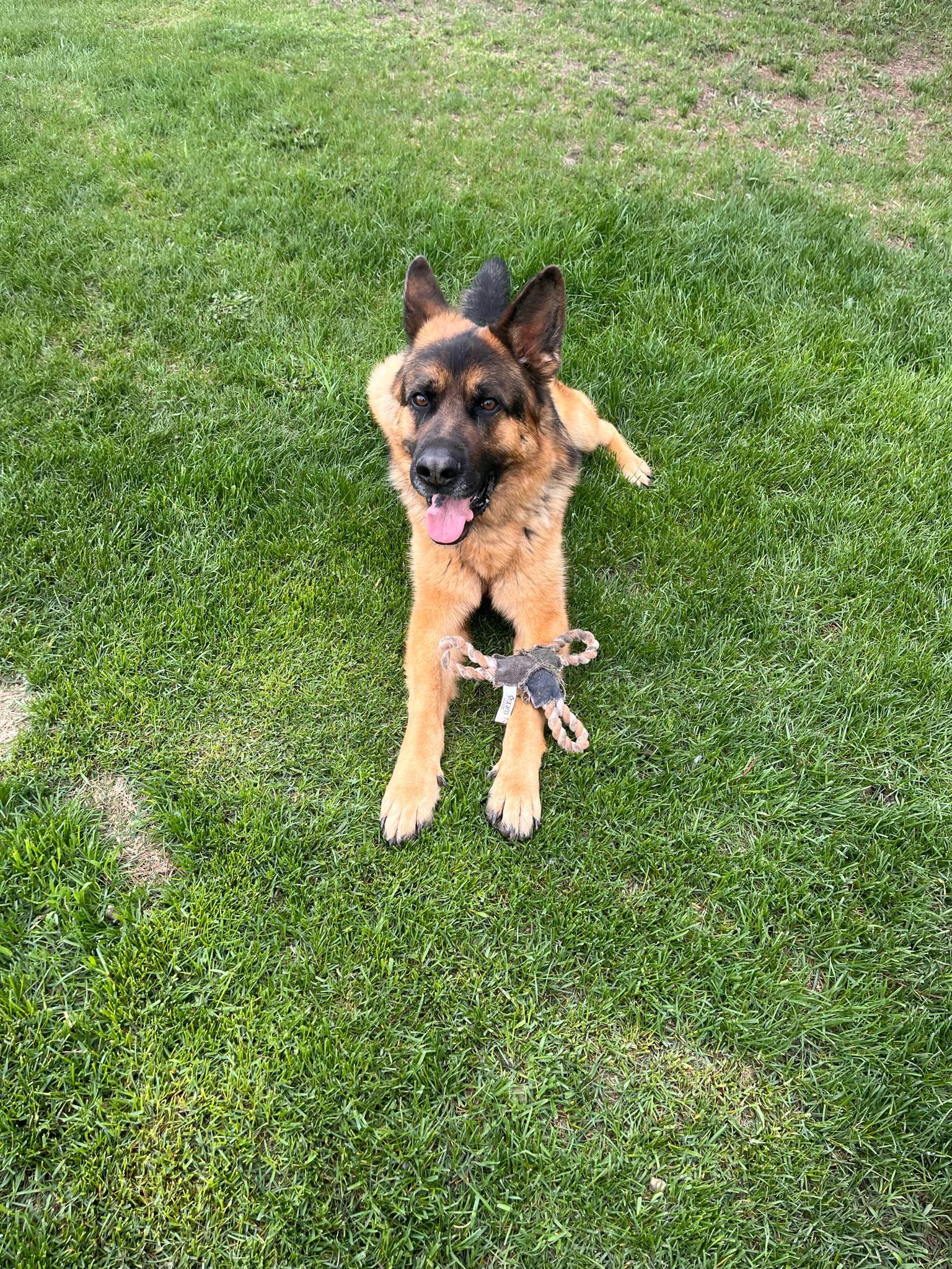 Highly driven german shepherd, 2 year old male dog, available for adoption in Alberta