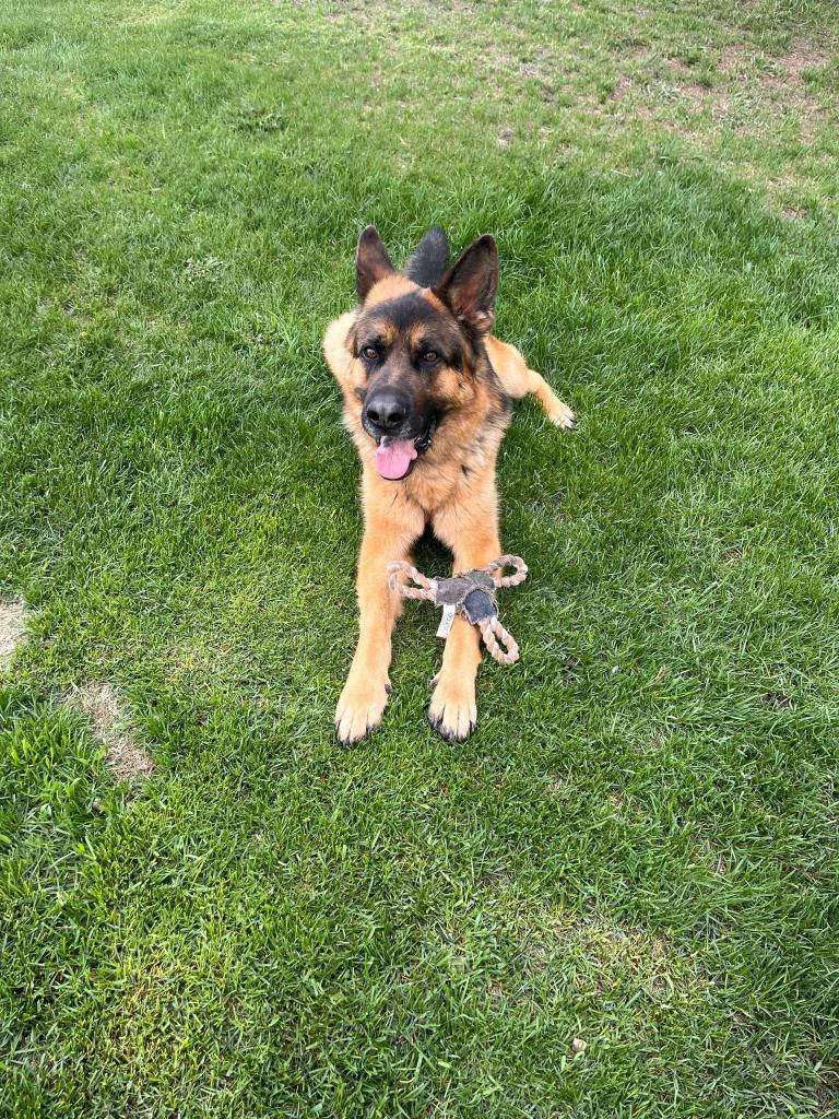 Highly driven german shepherd, 2 year old male dog, available for adoption in Alberta