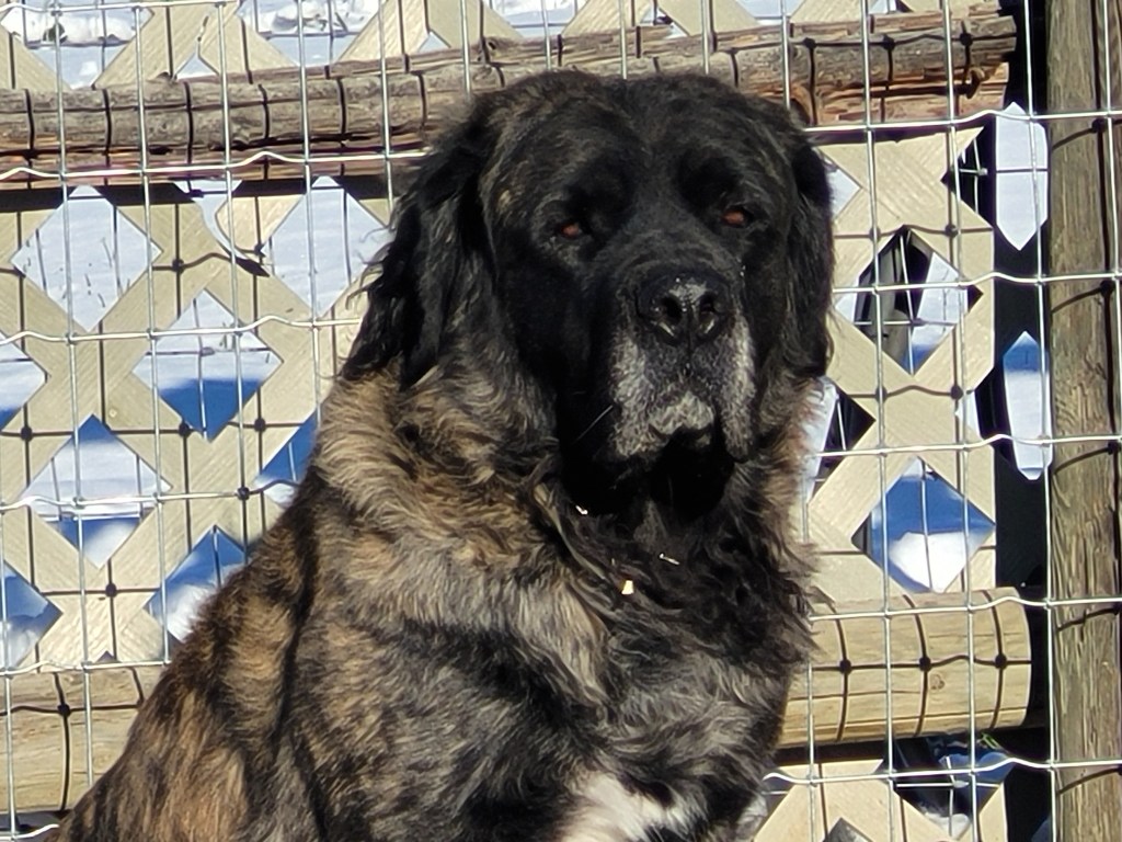 Low key, calm, 5 year old, female Bullmastiff, Ursala, is available for adoption in Alberta!