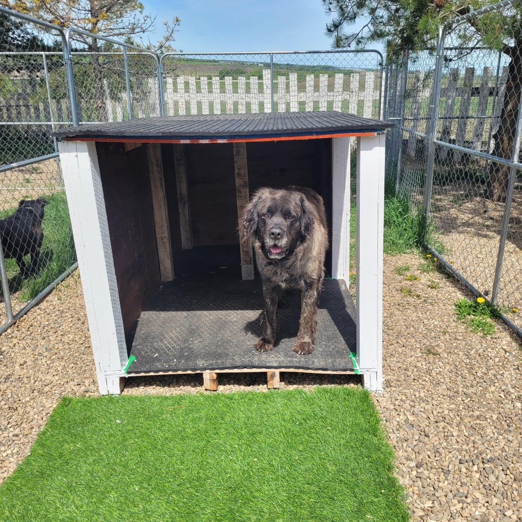 Low key, calm, 5 year old, female Bullmastiff, Ursala, is available for adoption in Alberta!