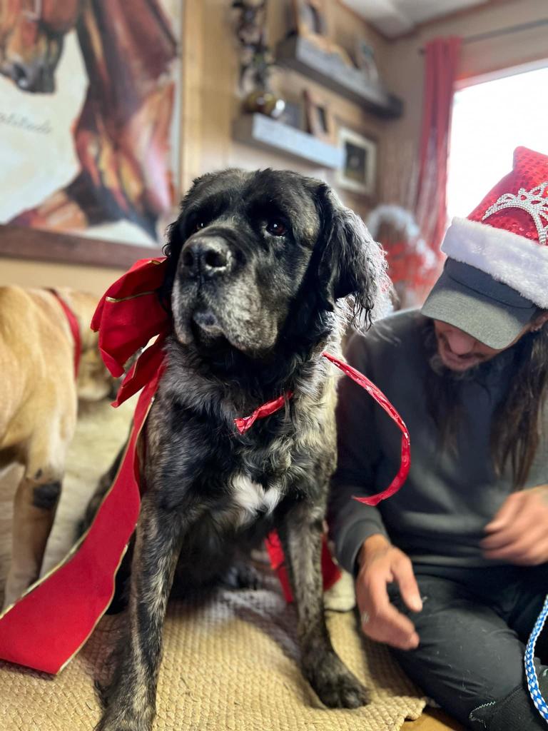 Low key, calm, 5 year old, female Bullmastiff, Ursala, is available for adoption in Alberta!