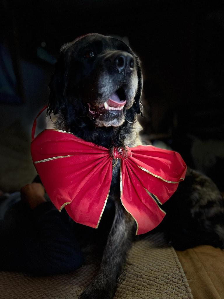 Low key, calm, 5 year old, female Bullmastiff, Ursala, is available for adoption in Alberta!