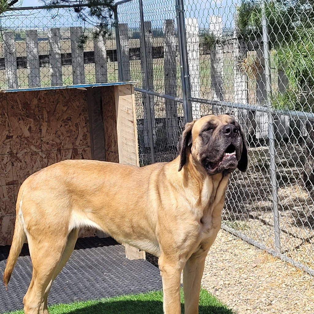 Waffles, a highly adoptable, young adult, female mastiff dog, available for adoption in Alberta