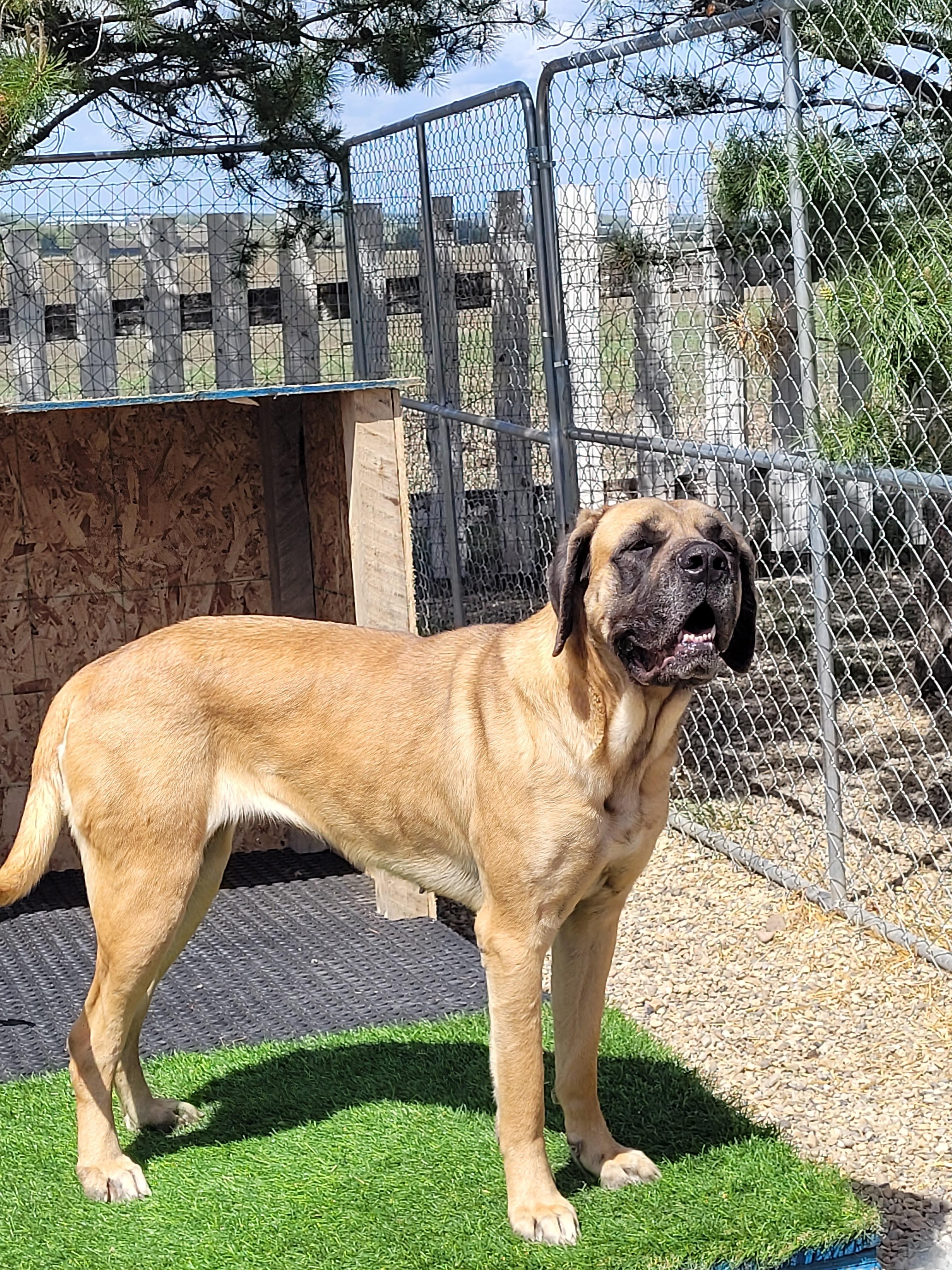 Waffles, a highly adoptable, young adult, female mastiff dog, available for adoption in Alberta
