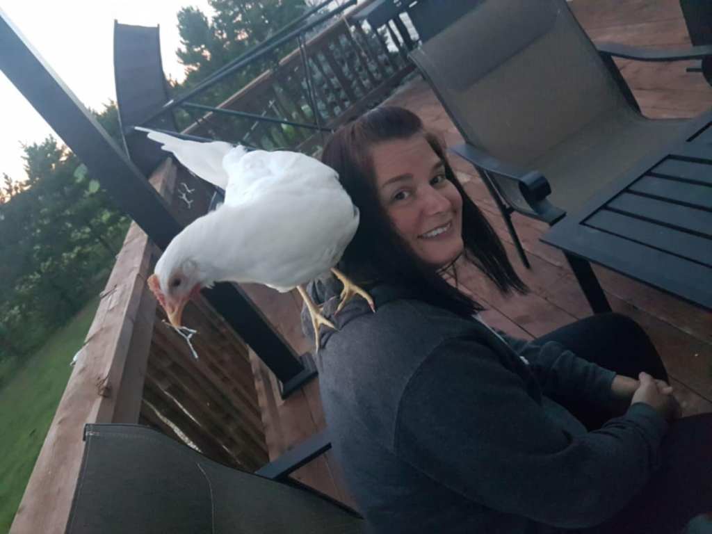 Adoptable chicken sitting on a persons shoulder in Lacombe, AB