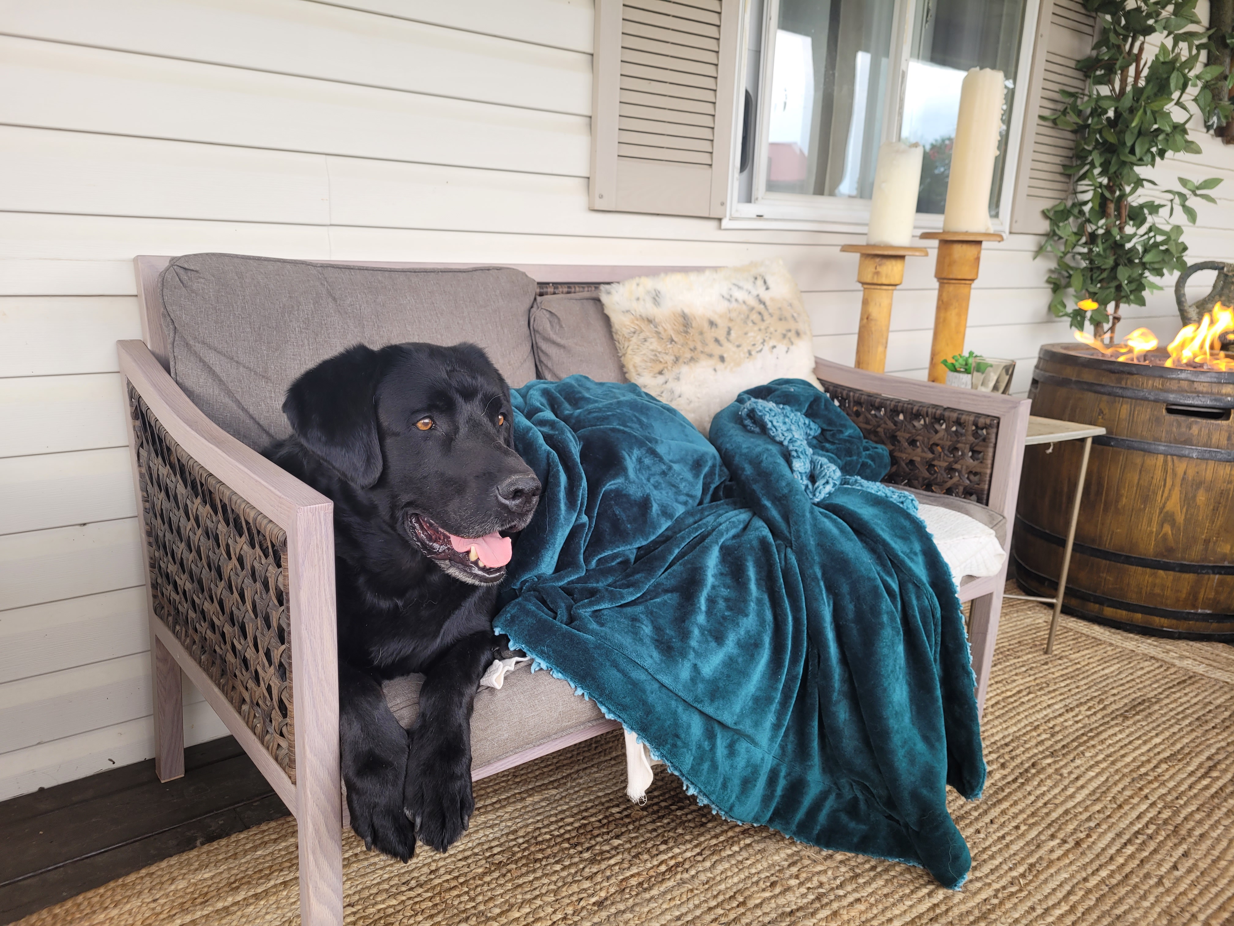 Bo, Senior Black Lab, available for adoption in Lacombe Alberta. Sitting on the couch on the porch, waiting to be adoped into his forever home.