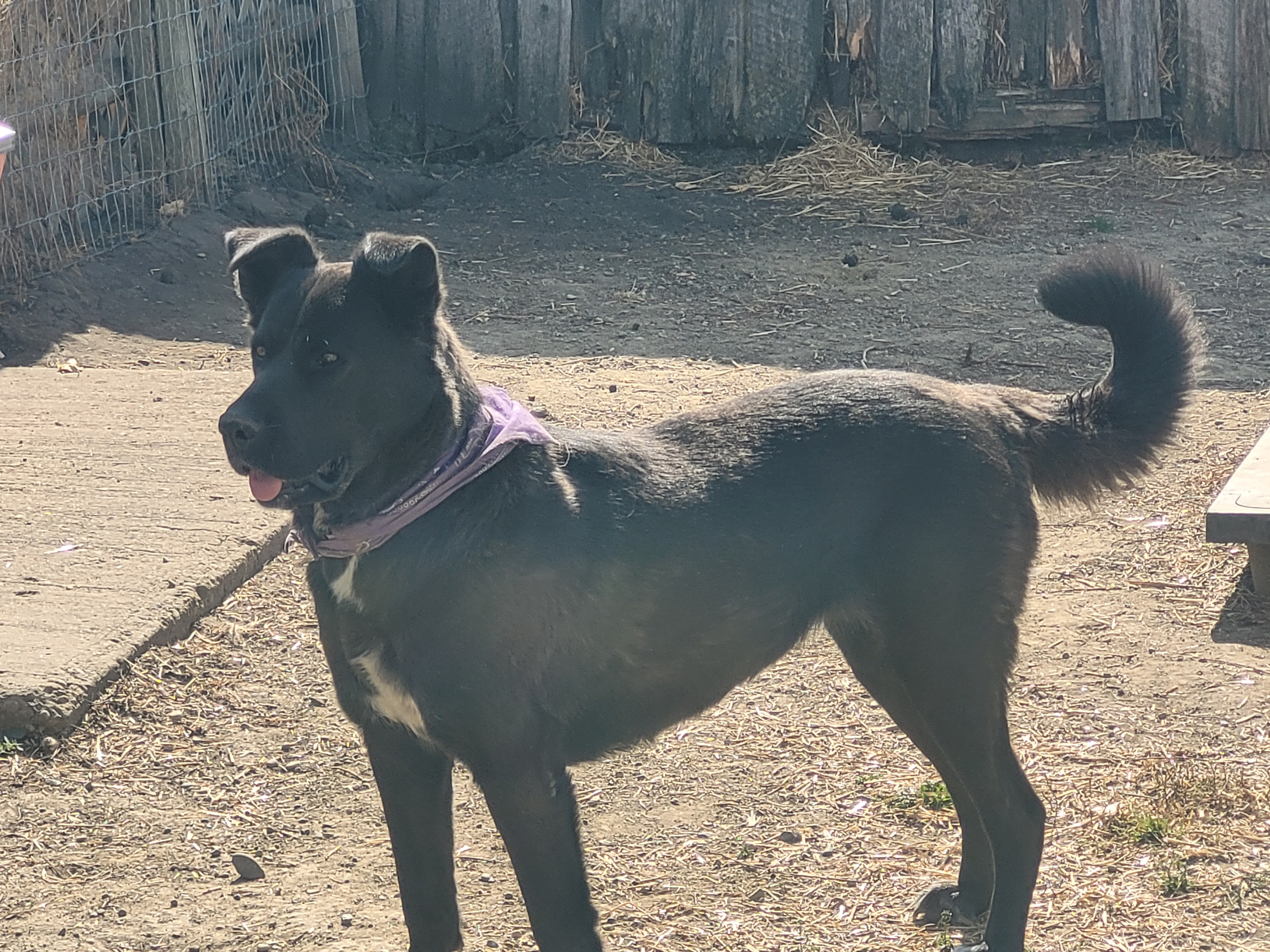 Shadow, a female Akita Cross, available for adoption in Alberta