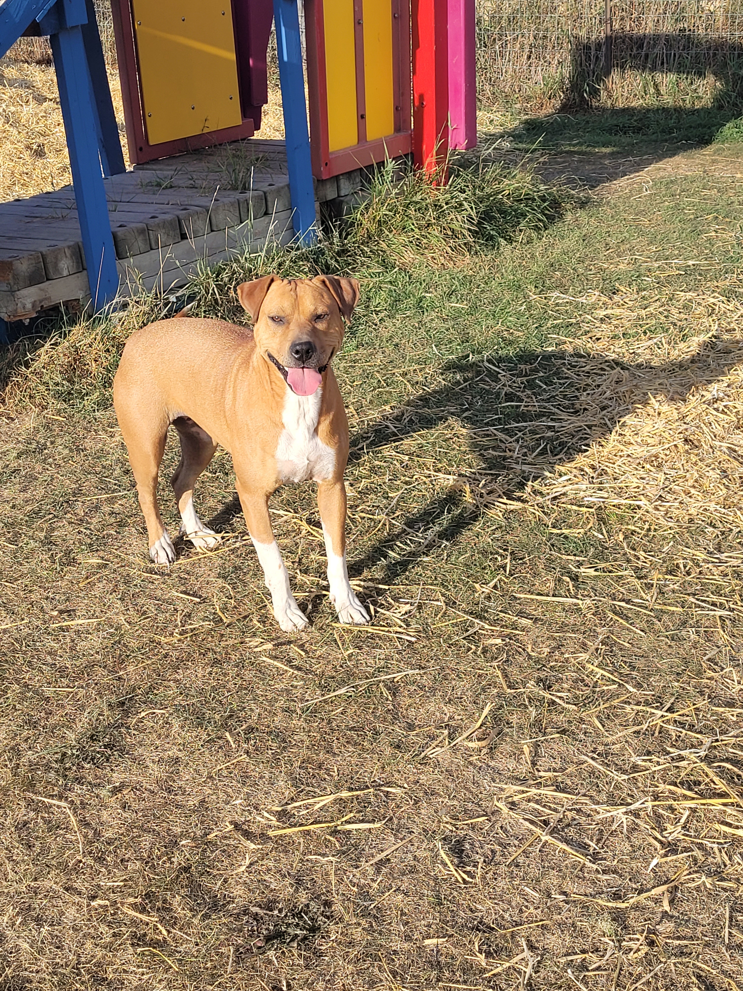 Nala, a female boxer cross, available for adoption in Lacombe, Alberta.