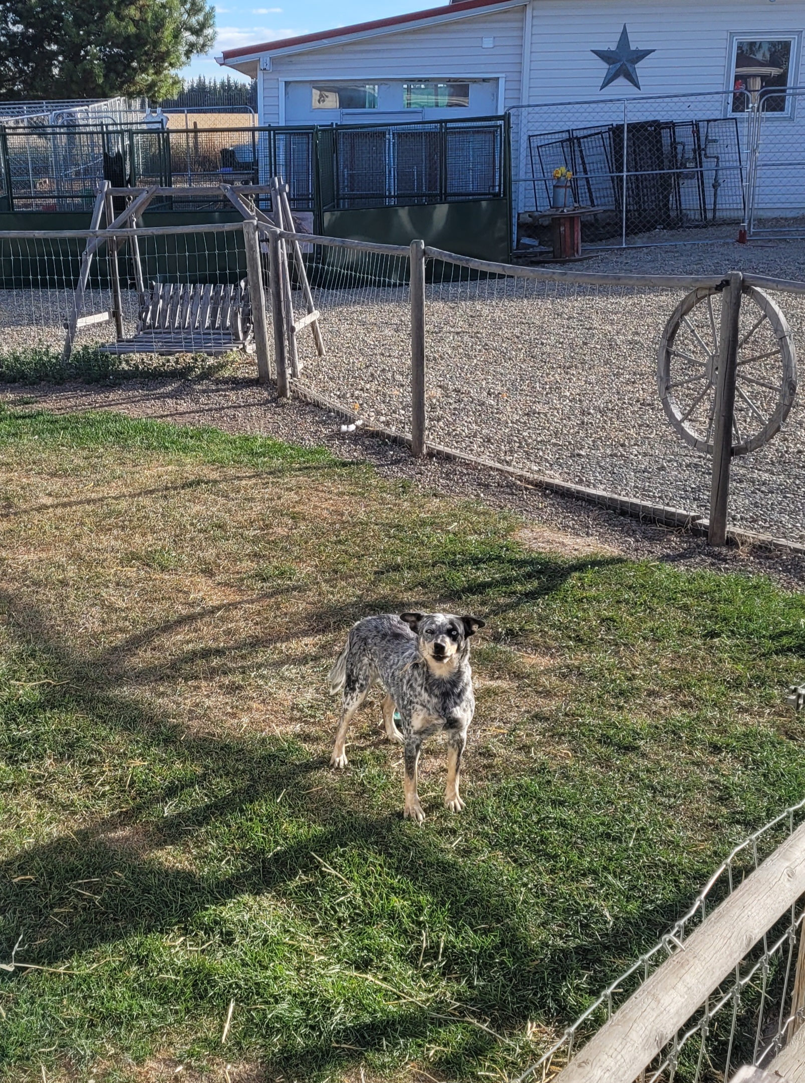 Sparks, the adoptable blue heeler in Lacombe Alberta, looking at the camera